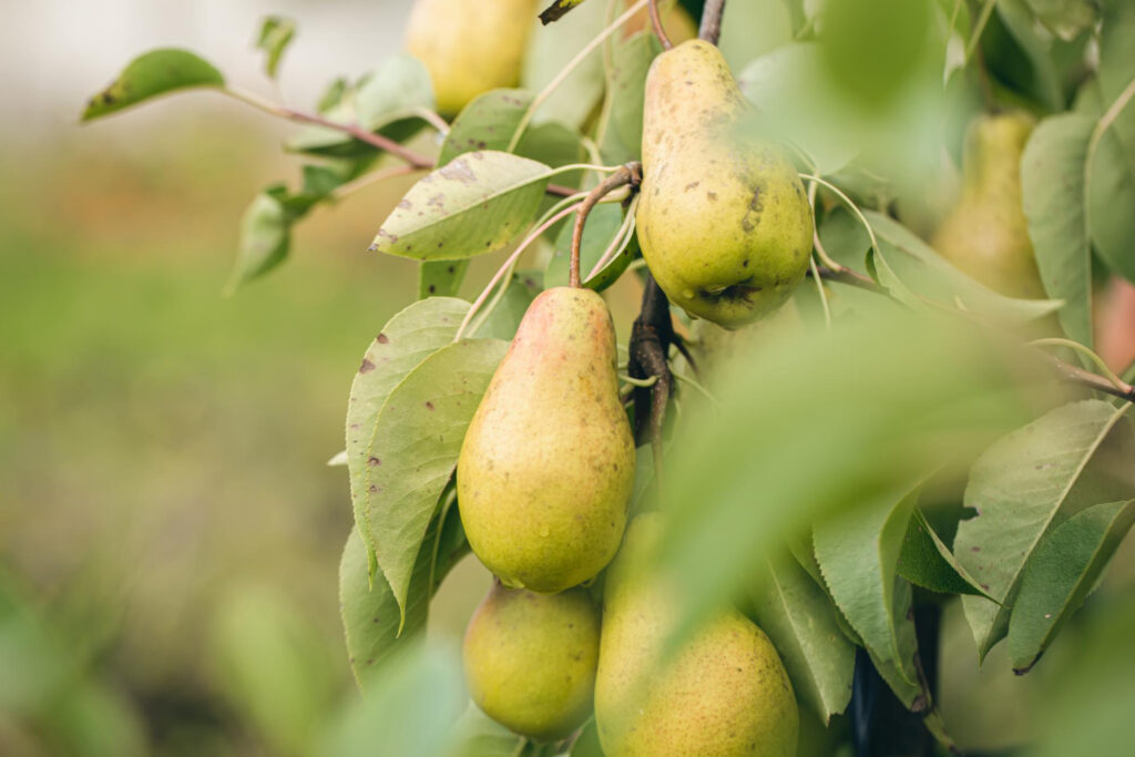 health benefits of pears"