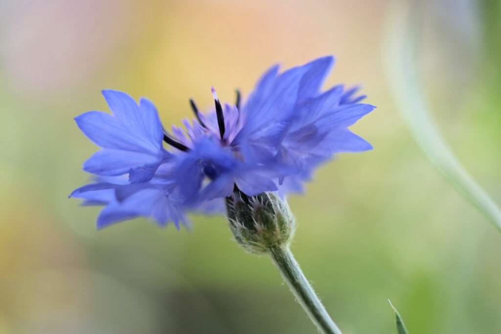 Chicory health benefits