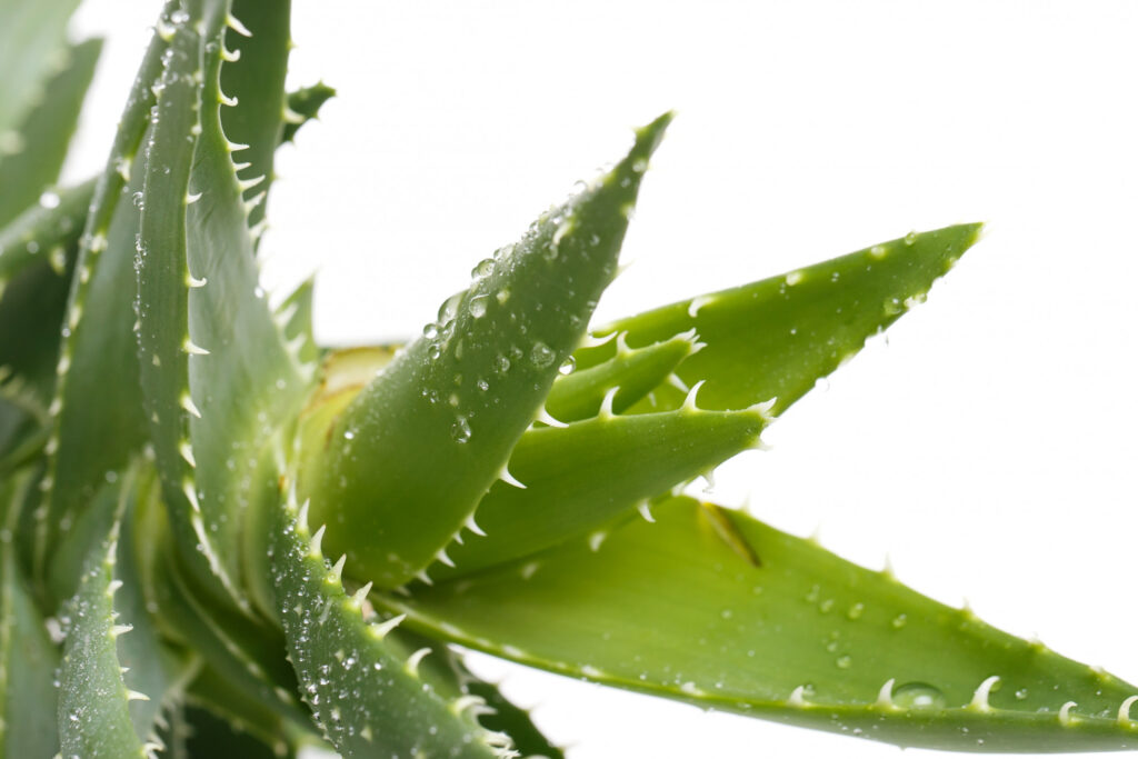 aloe vera benefits