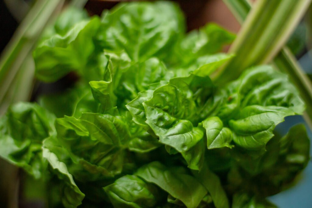 best leafy green vegetables