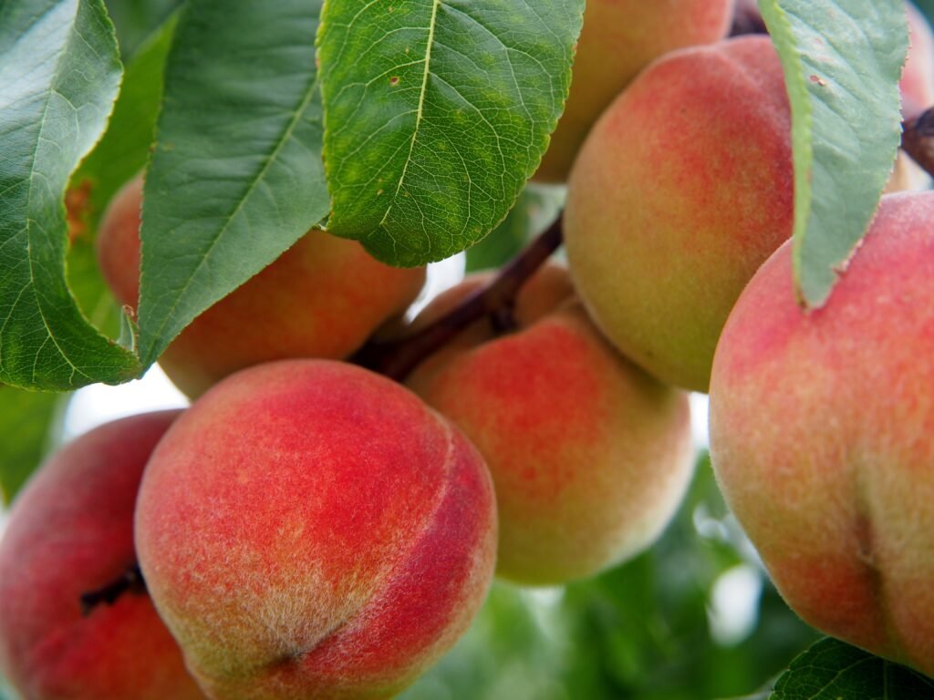 6 Health Benefits of Peaches Nutrient-Rich Fruit 