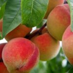 6 Health Benefits of Peaches Nutrient-Rich Fruit