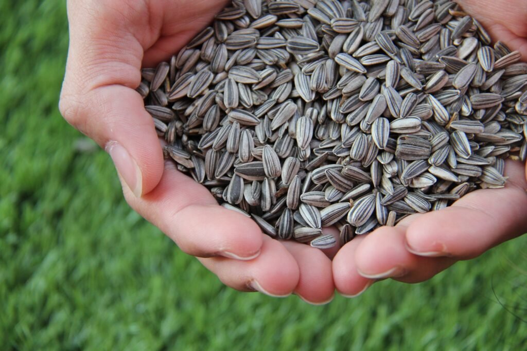 Are Sunflower Seeds Good for You?